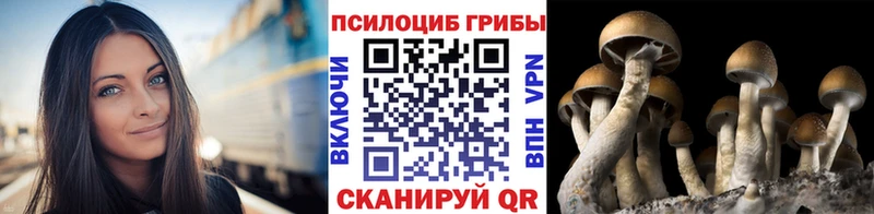 блэк спрут ССЫЛКА  Нововоронеж  Псилоцибиновые грибы Cubensis  цены наркотик 